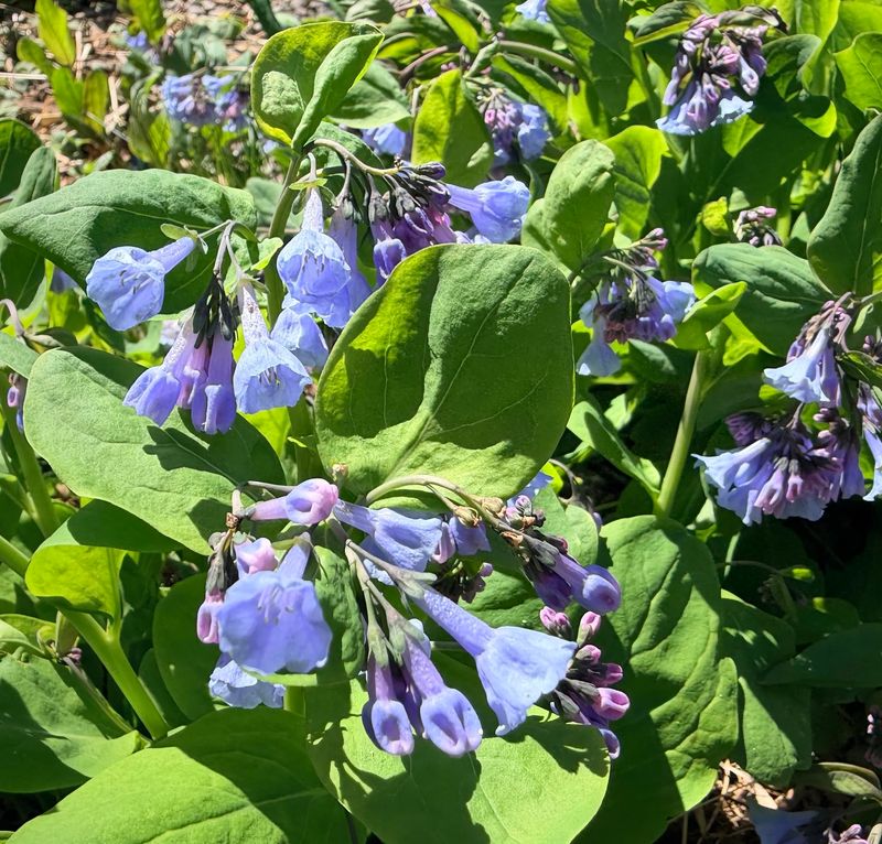 Protect New Crowns With Leaf Mulch