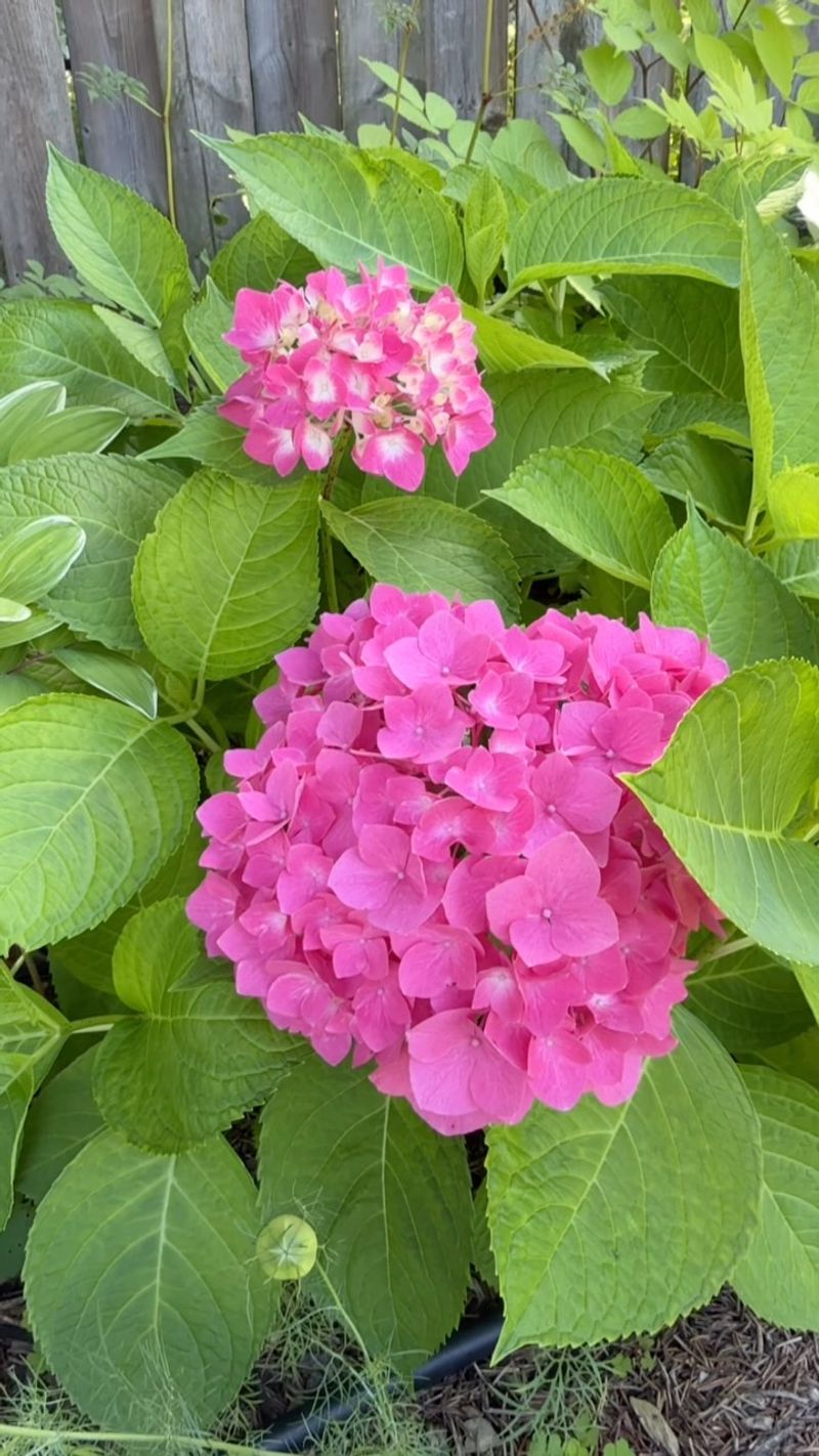 Protect Next Year's Blooms