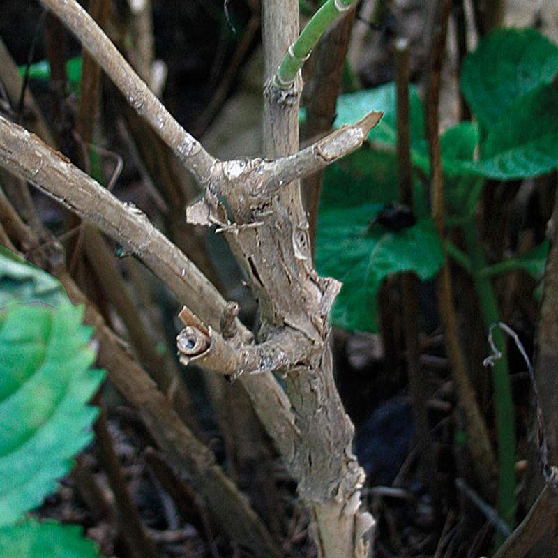 Protect Old Wood After Flowering Protect Old Wood After Flowering