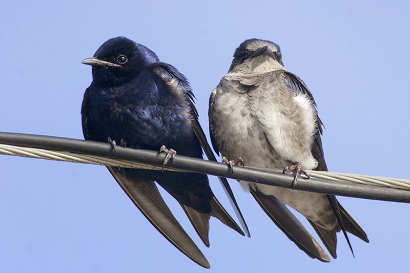 Protect Open Airspace Around Martin Housing