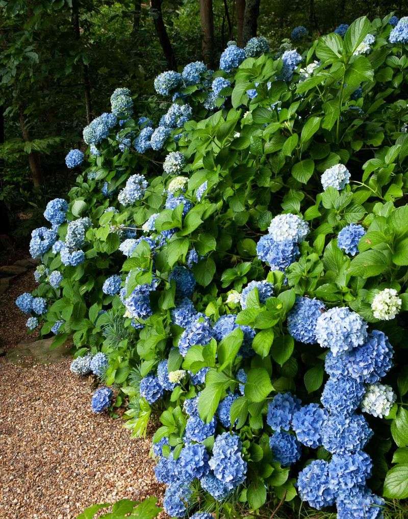 Protect Plants From Harsh Afternoon Sun Protect Plants From Harsh Afternoon Sun