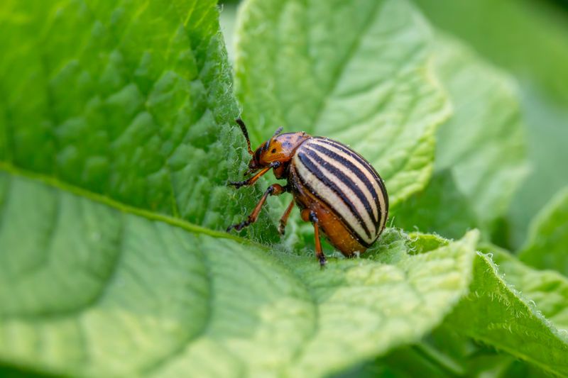 Protect Remaining Plants From Late-Season Pests Protect Remaining Plants From Late-Season Pests