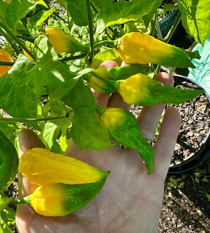 Protect Ripening Pods With Targeted Control Protect Ripening Pods With Targeted Control