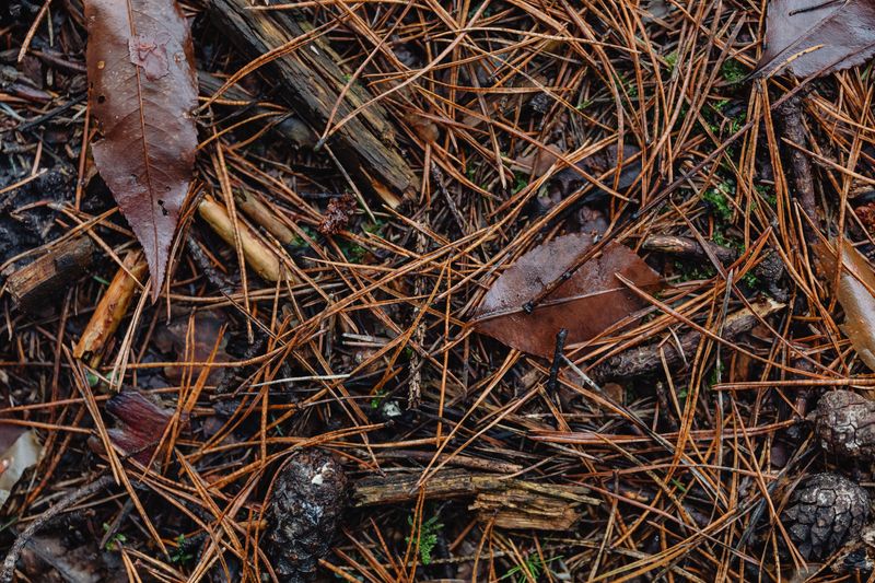 Protect Roots With Mulch Protect Roots With Mulch