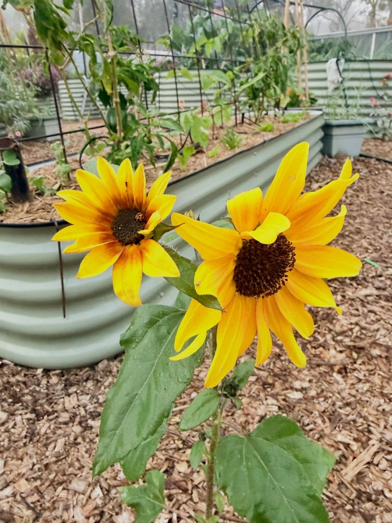 Protect Sunflowers In Exposed Locations Protect Sunflowers In Exposed Locations
