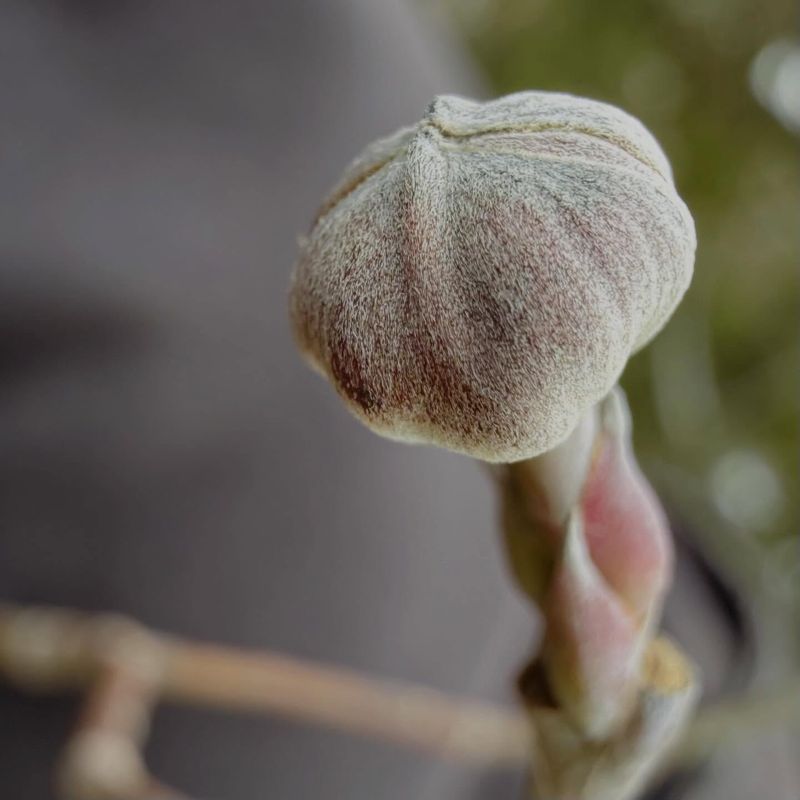 Protect The Flower Buds Already Forming For Spring