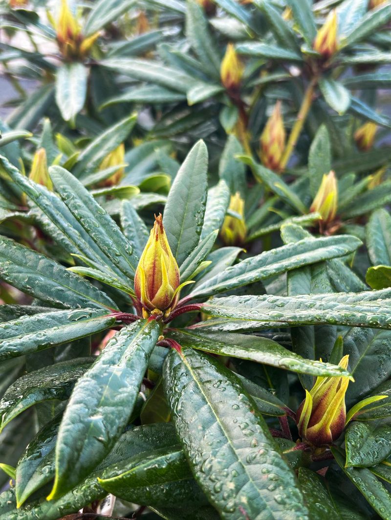 Protect The Flower Buds