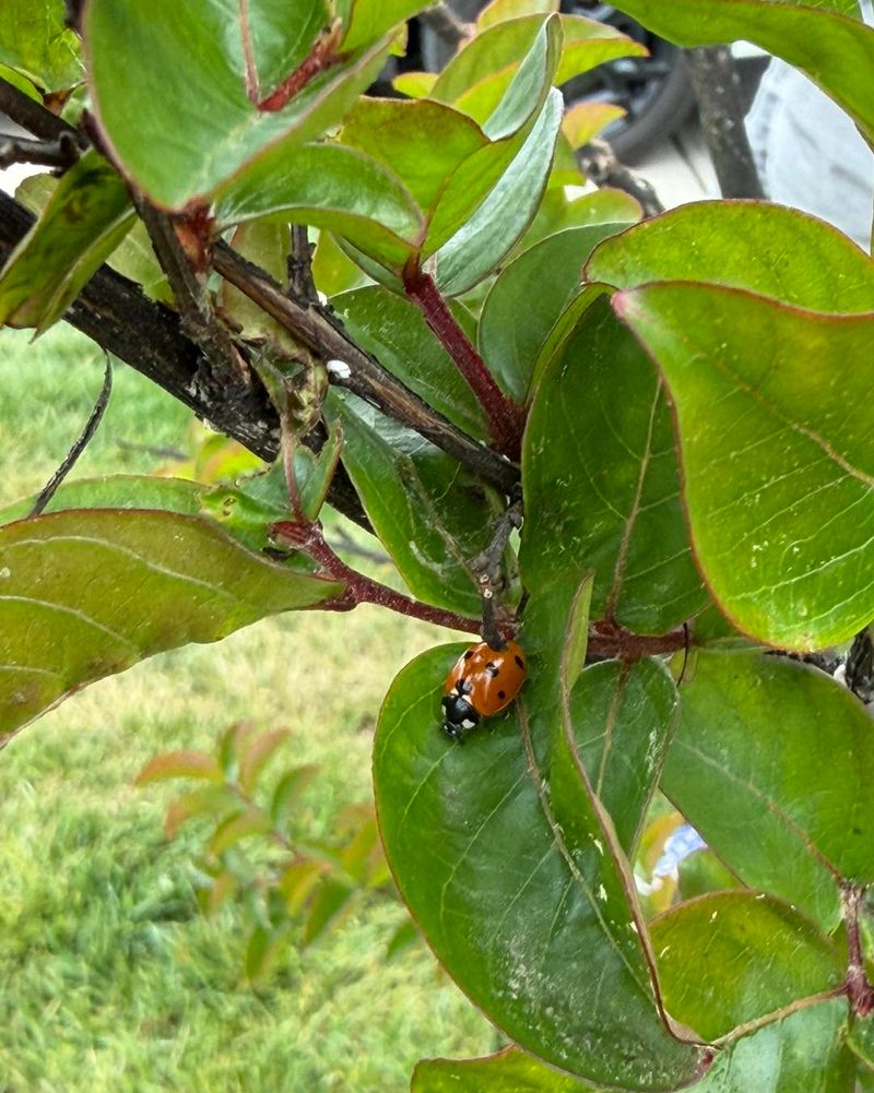 Protect The Helpful Insects