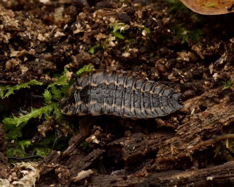 Protect The Hidden Stage Of The Firefly Life Cycle