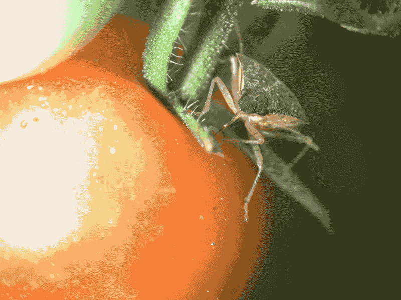 Protect The Next Fruit Early Protect The Next Fruit Early