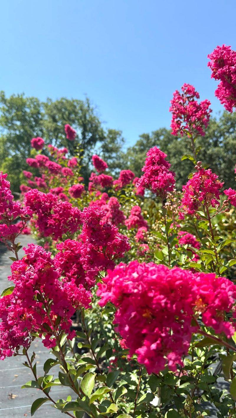 Protect The Plant Now For Better Growth Next Year
