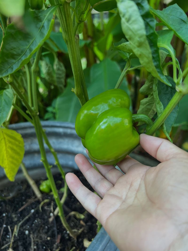 Protect The Remaining Peppers Protect The Remaining Peppers