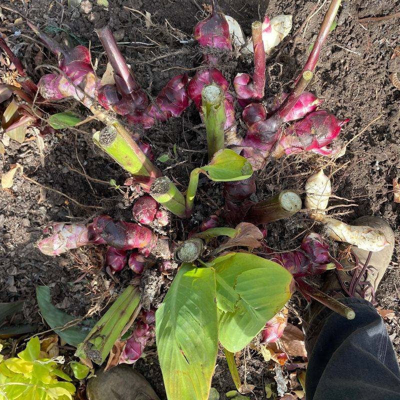 Protect The Rhizomes According To Your Region