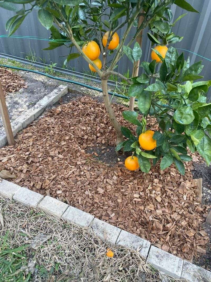 Protect The Root Zone After The Final Feeding