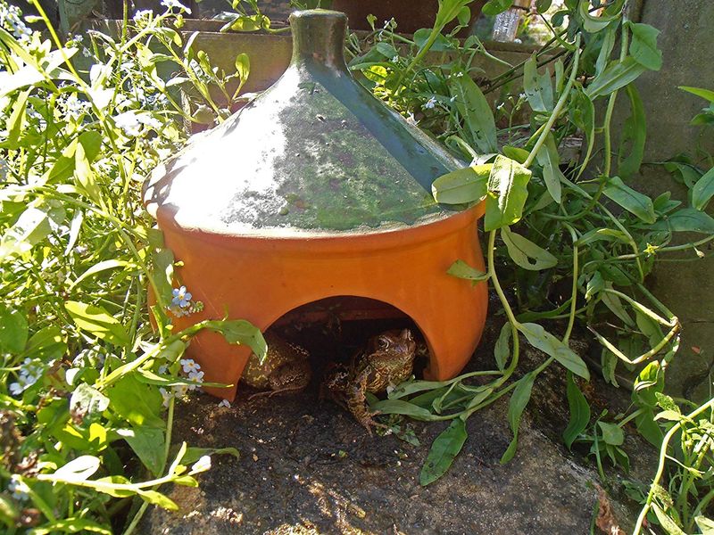 Protect Toad Hideouts From Pets