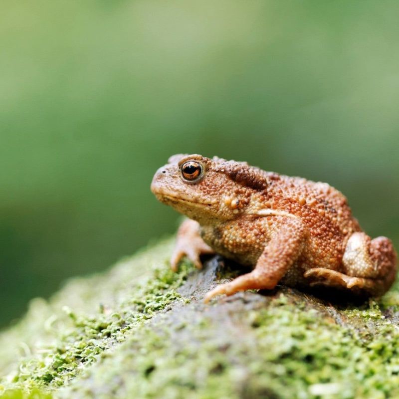 Protect Toads From Chemicals and Rough Handling Protect Toads From Chemicals and Rough Handling