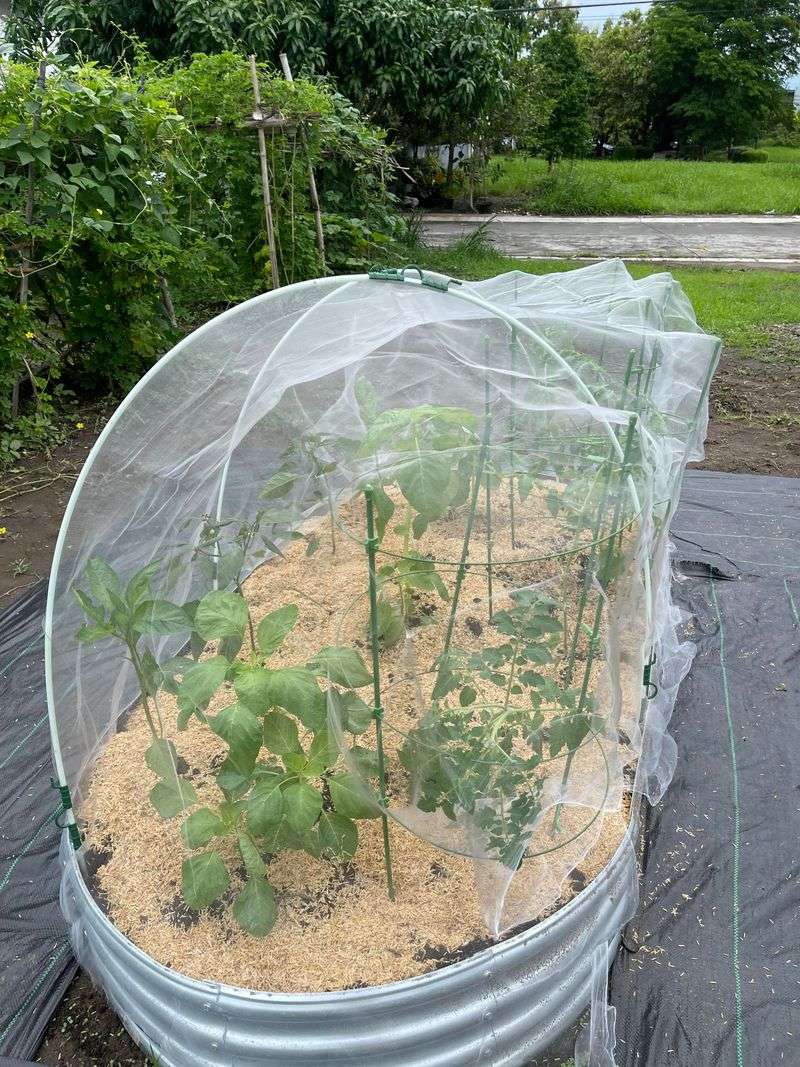 Protect Tomato Plants With Insect Netting