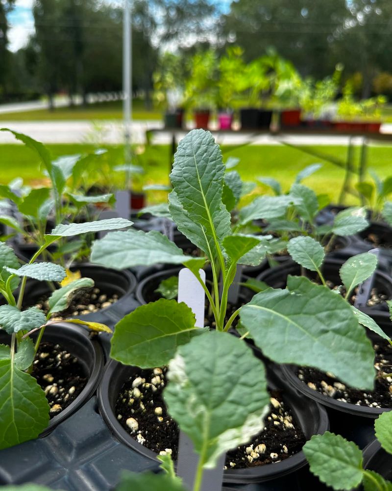 Protect Young Plants From Late Summer Heat