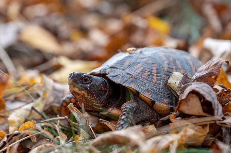 Protect the Passing Turtle Without Taking It Away Protect the Passing Turtle Without Taking It Away