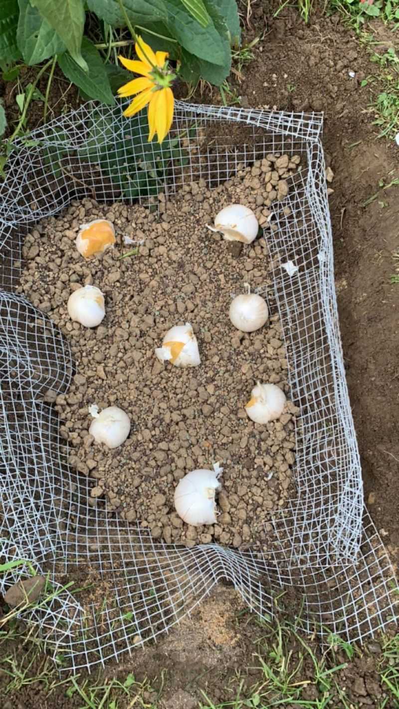 Protecting Bulbs And Roots From Further Damage