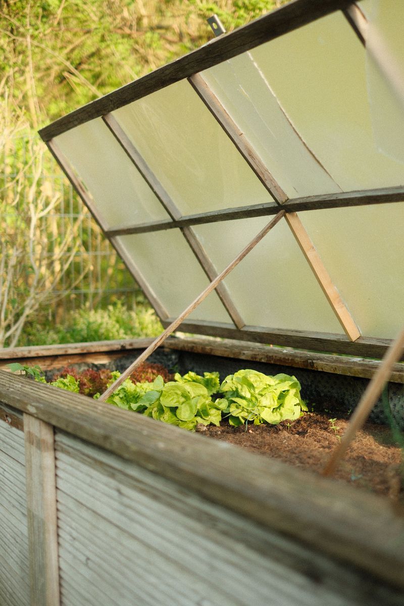 Protecting New Growth From Early Frost