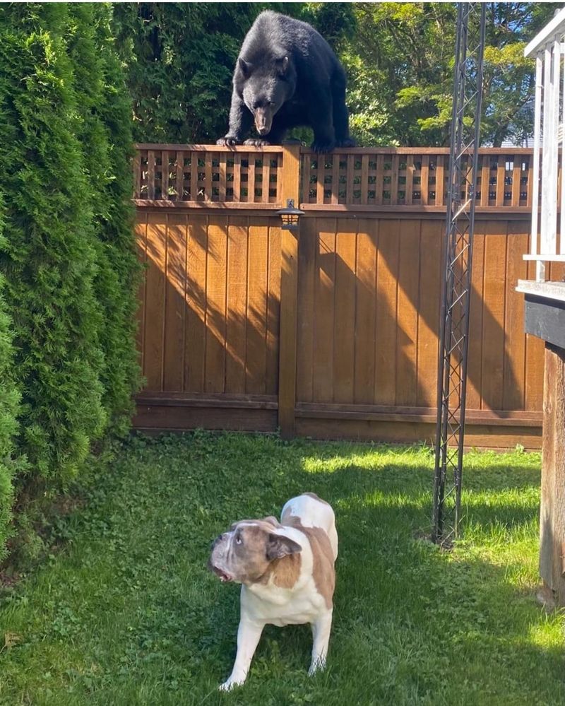 Protecting Pets And Family Members Outdoors