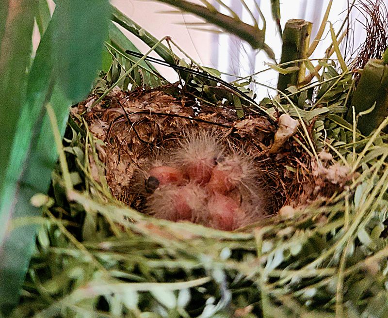 Protecting Their Habitat Helps Them Stick Around Protecting Their Habitat Helps Them Stick Around