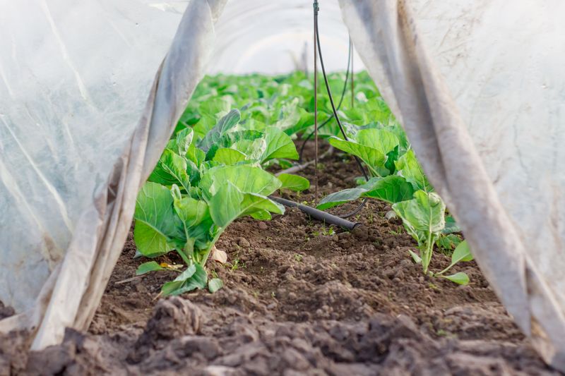 Protecting Young Plants From Afternoon Sun