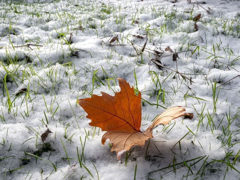 Protecting Your Renovated Lawn Through The Rest Of Fall And Into Winter