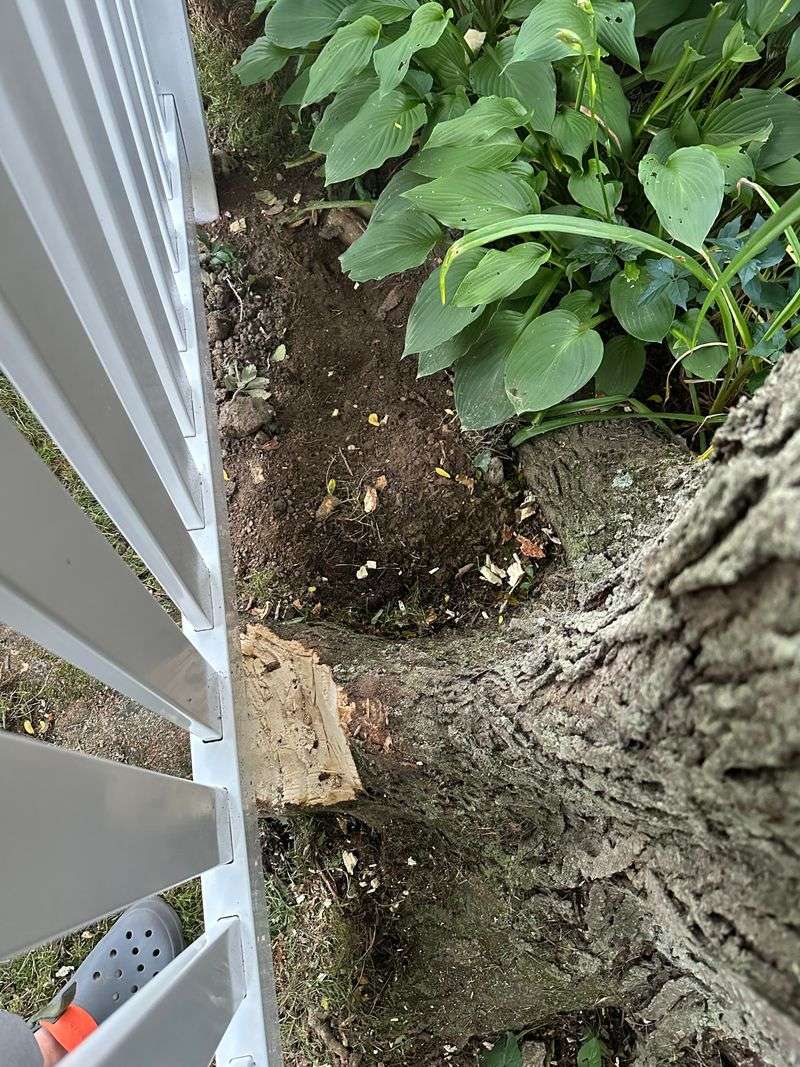 Protecting Your Tree From Root Damage Protecting Your Tree From Root Damage