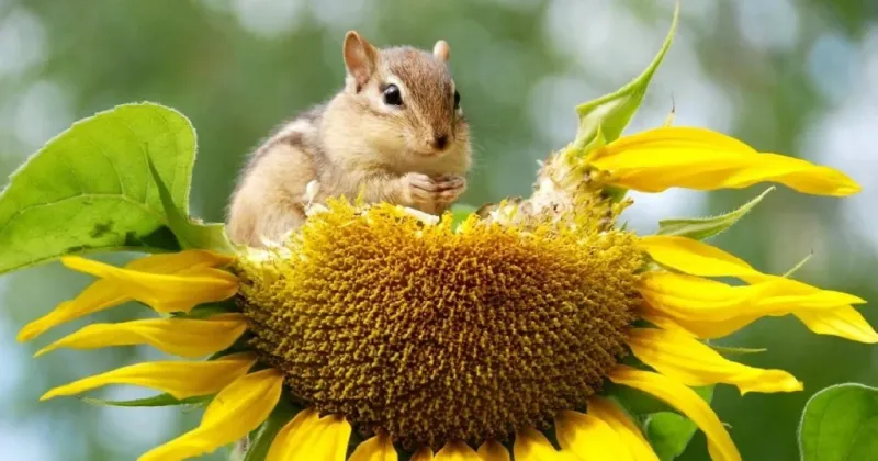 Protective Covering Can Reduce Feeding On Developing Seeds