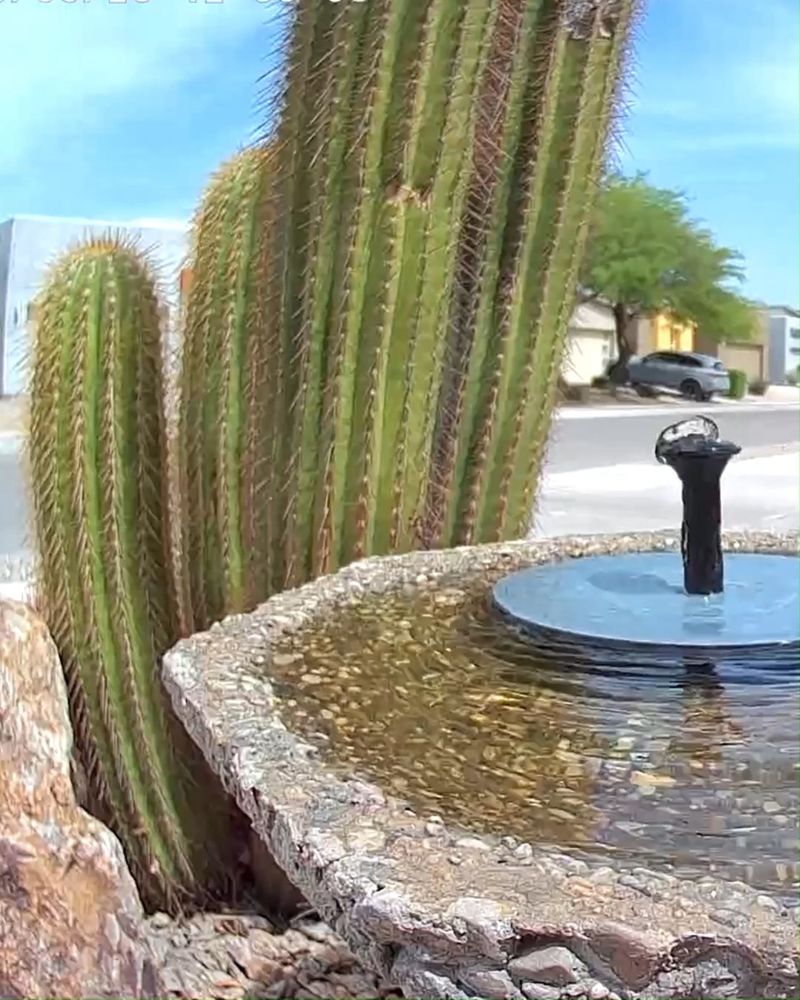 Provide A Shallow Water Source Provide A Shallow Water Source