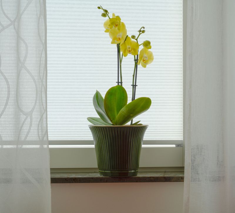 Provide Bright Indirect Light Indoors Provide Bright Indirect Light Indoors
