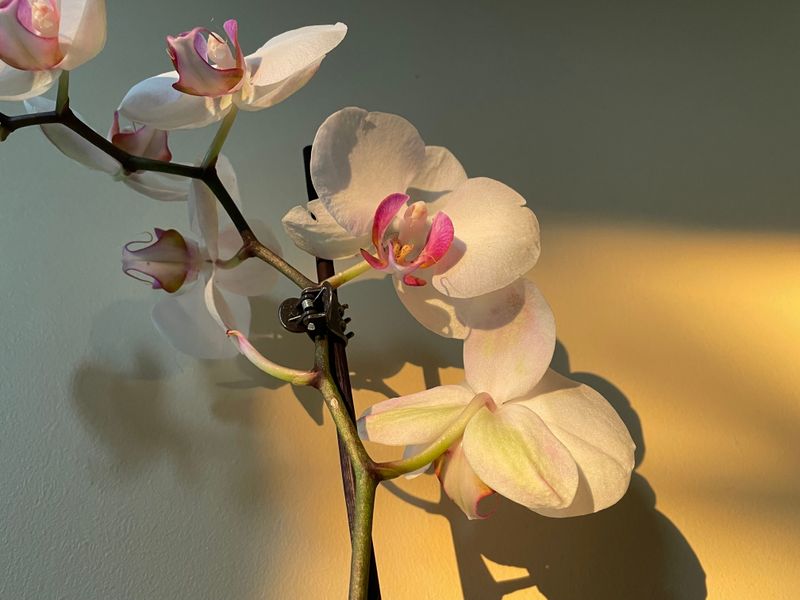 Provide Bright Indirect Light Throughout The Day Provide Bright Indirect Light Throughout The Day