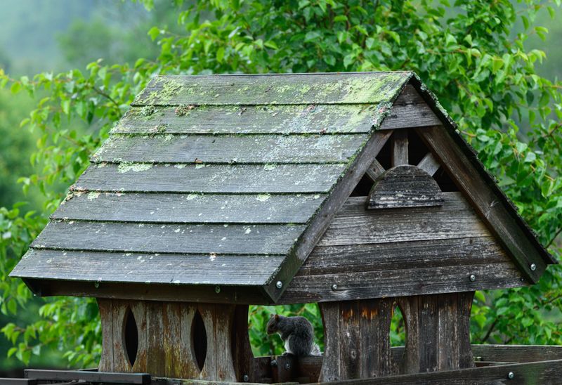 Provide Shade For Stressed Backyard Animals Provide Shade For Stressed Backyard Animals