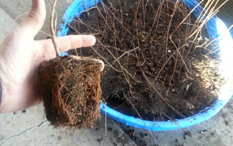 Provide Shade While New Roots Develop Provide Shade While New Roots Develop