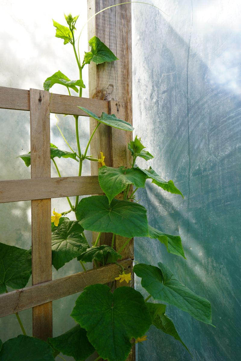 Providing Support For Vines Providing Support For Vines