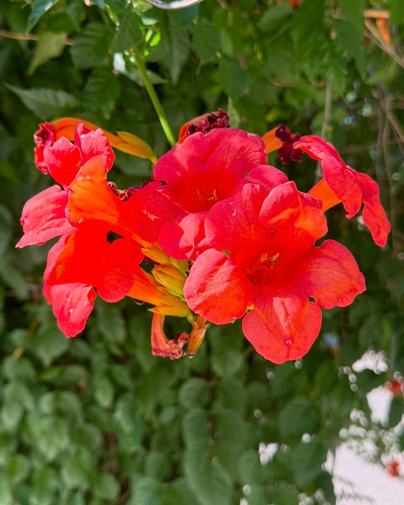 Prune After Flowering To Control Growth