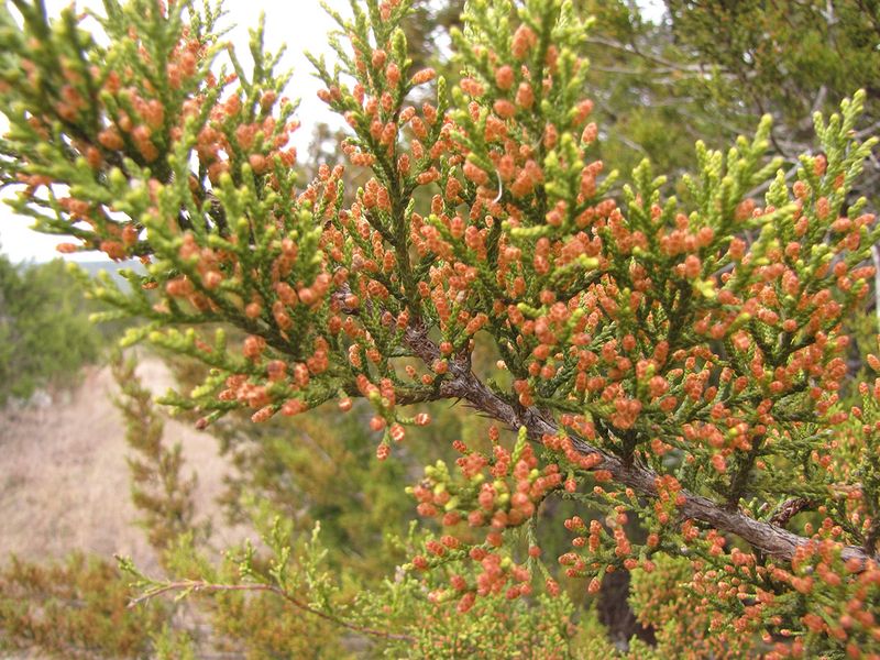 Prune And Thin Juniper Farther From The House Prune And Thin Juniper Farther From The House