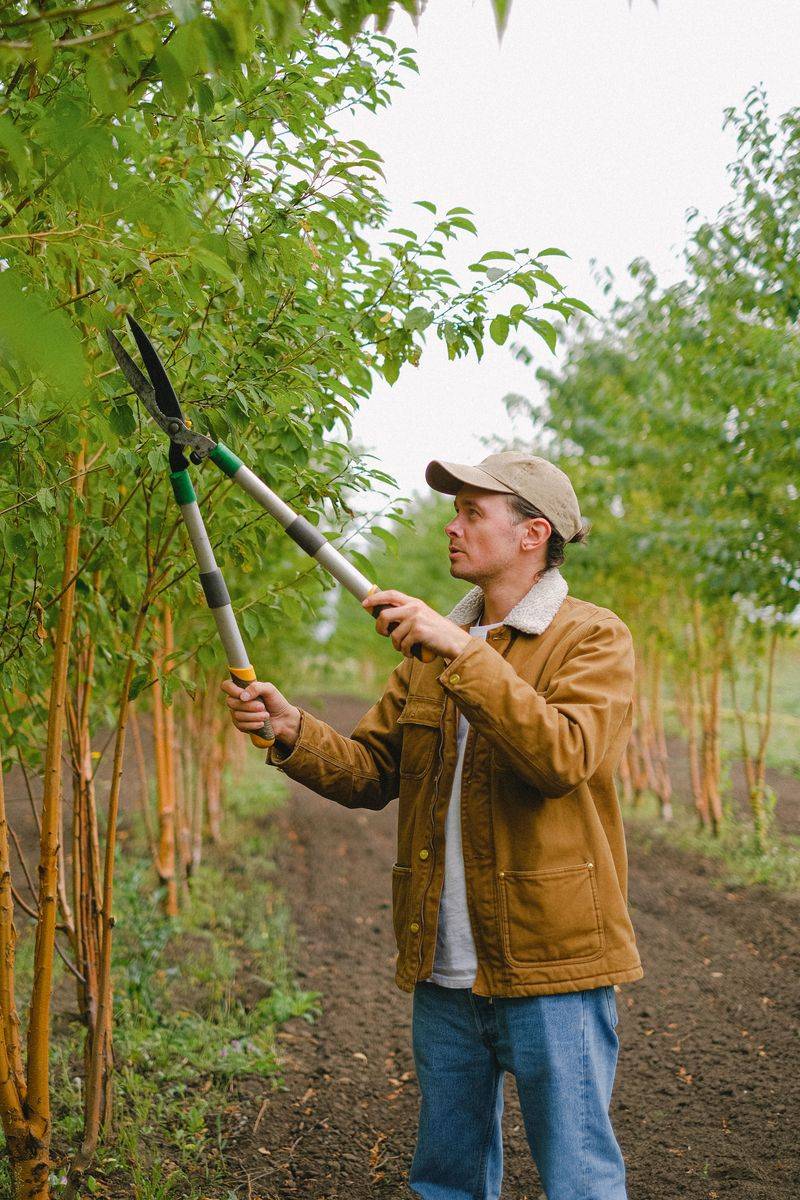 Prune Annually To Shape And Open Canopy