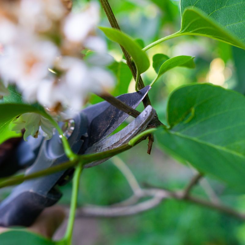 Prune At The Right Time Prune At The Right Time