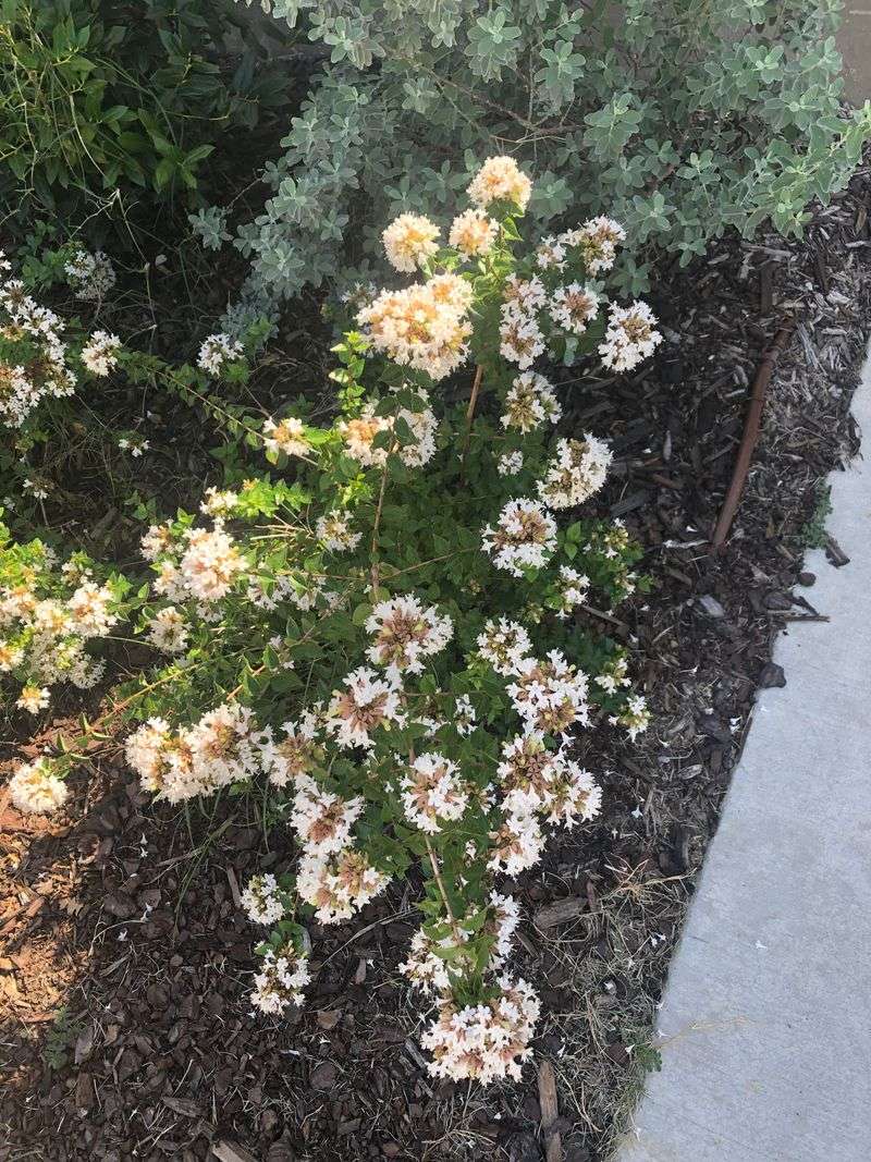 Prune At The Right Time Prune At The Right Time
