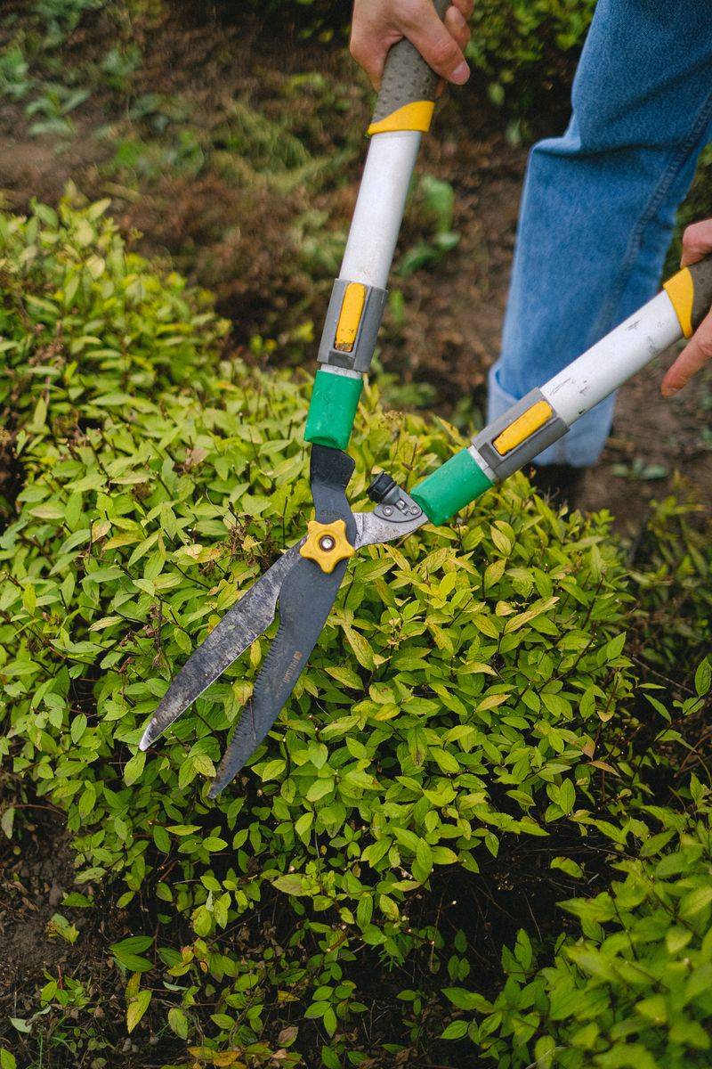 Prune Away Infected Branches Promptly Prune Away Infected Branches Promptly