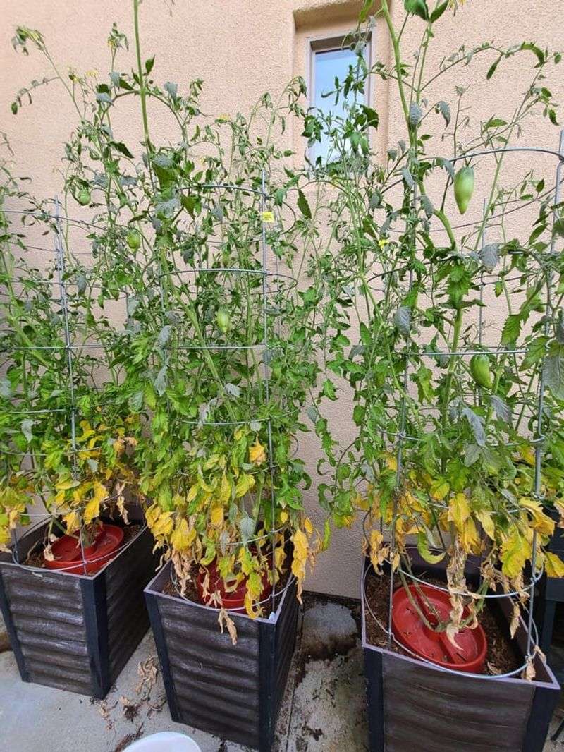Prune Away Yellowing Or Diseased Leaves Prune Away Yellowing Or Diseased Leaves