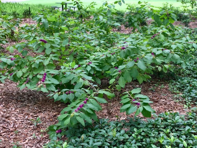 Prune Before Birds Need The New Growth