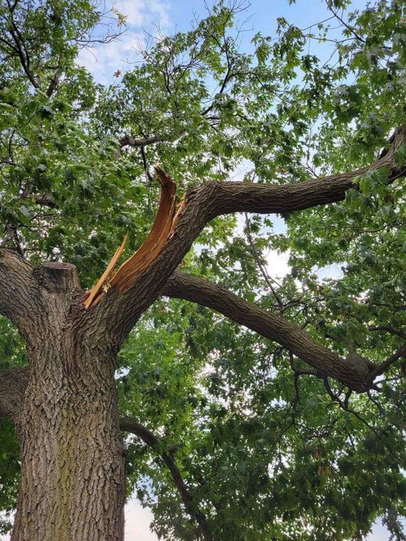 Prune Broken Limbs When Safety Demands It