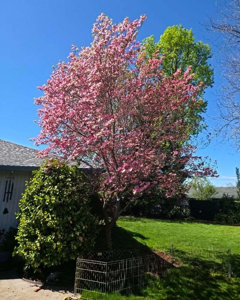 Prune Dogwoods