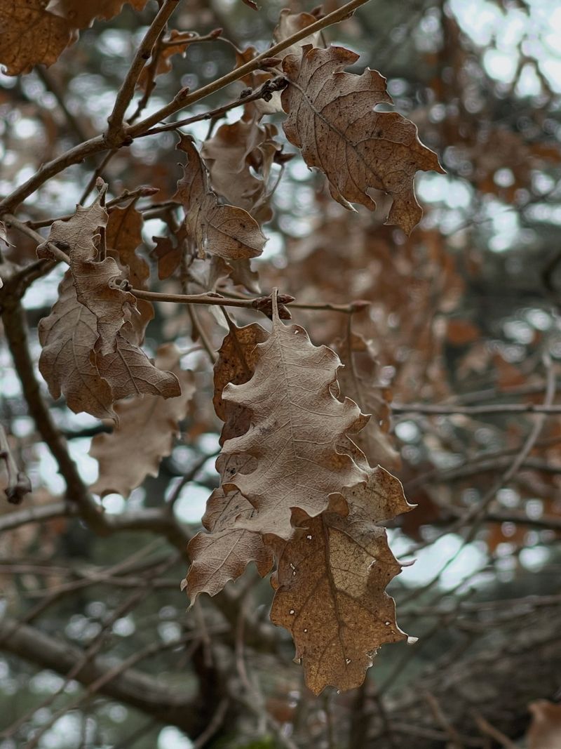 Prune Dry Oak Branches