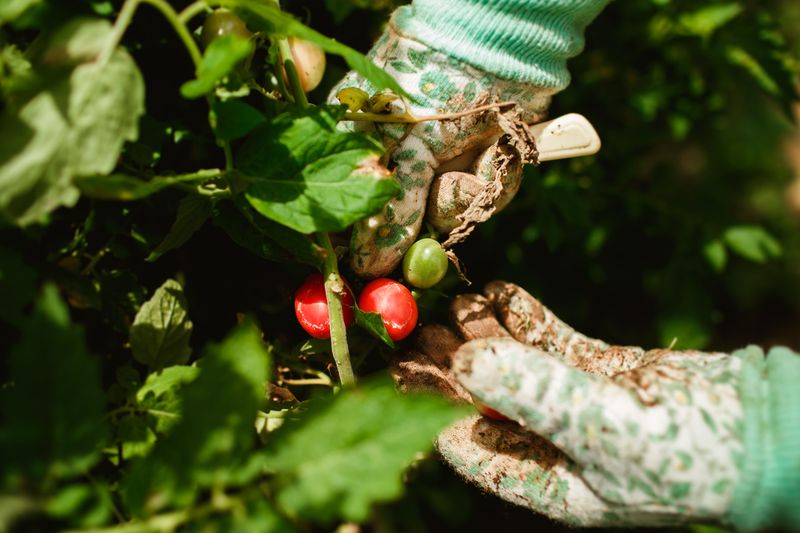 Prune Heavily During Peak Heat