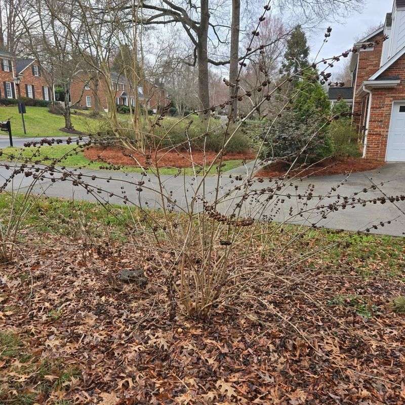 Prune In Late Winter To Keep Fall Fruit